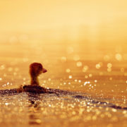 Peaceful Duck