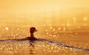 Peaceful Duck