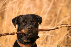 Rottweiler with big stick