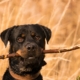 Rottweiler with big stick